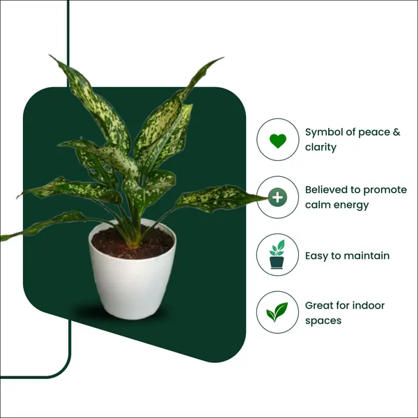 Snow_White_Plant_with_Pot_|_Bring_Wealth_&_Prosperity_in_Business_|_Colorful_Foliage_Plant|_Positive_Energy_Plant_|Air_Purifying_Indoor_Plant_|_Minimalist_Style_for_Home,_Office_and_Gifting_|_Easy_Care_Indoor_Plant