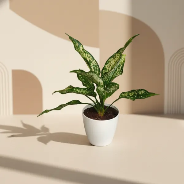 Snow_White_Plant_with_Pot_|_Bring_Wealth_&_Prosperity_in_Business_|_Colorful_Foliage_Plant|_Positive_Energy_Plant_|Air_Purifying_Indoor_Plant_|_Minimalist_Style_for_Home,_Office_and_Gifting_|_Easy_Care_Indoor_Plant