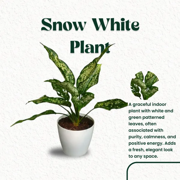Snow_White_Plant_with_Pot_|_Bring_Wealth_&_Prosperity_in_Business_|_Colorful_Foliage_Plant|_Positive_Energy_Plant_|Air_Purifying_Indoor_Plant_|_Minimalist_Style_for_Home,_Office_and_Gifting_|_Easy_Care_Indoor_Plant