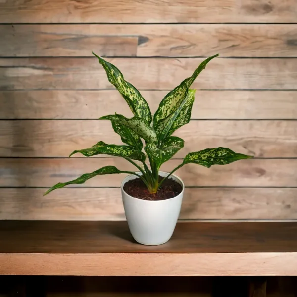Snow_White_Plant_with_Pot_|_Bring_Wealth_&_Prosperity_in_Business_|_Colorful_Foliage_Plant|_Positive_Energy_Plant_|Air_Purifying_Indoor_Plant_|_Minimalist_Style_for_Home,_Office_and_Gifting_|_Easy_Care_Indoor_Plant