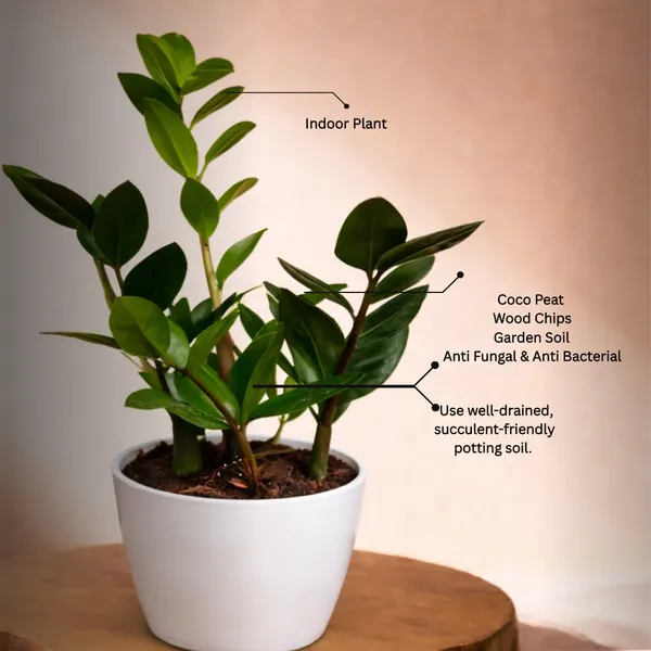 Green_ZZ_Plant_with_Pot_|_Minimalist_Style_for_Home_space_&_Office_decor_|_Ideal_for_Corporate_&_Client_Gifting_|_Air_Purifying_Indoor_Plant_|_Unlock_Positive_Energy_Daily