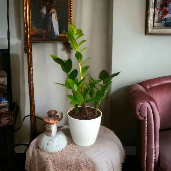Green_ZZ_Plant_with_Pot_|_Minimalist_Style_for_Home_space_&_Office_decor_|_Ideal_for_Corporate_&_Client_Gifting_|_Air_Purifying_Indoor_Plant_|_Unlock_Positive_Energy_Daily