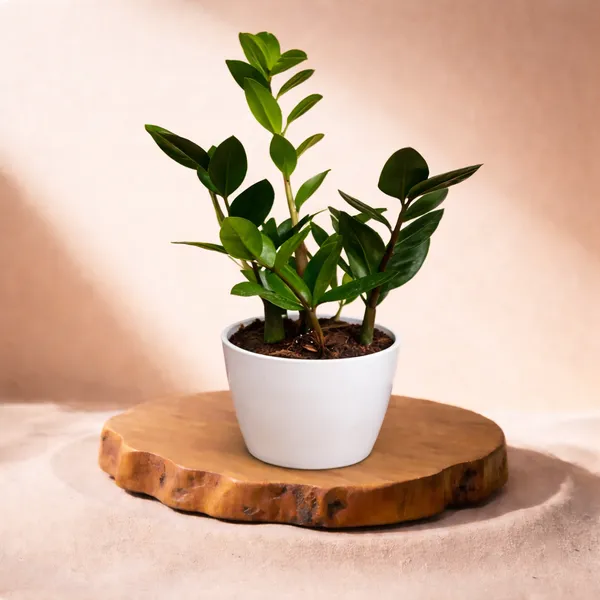 Green_ZZ_Plant_with_Pot_|_Minimalist_Style_for_Home_space_&_Office_decor_|_Ideal_for_Corporate_&_Client_Gifting_|_Air_Purifying_Indoor_Plant_|_Unlock_Positive_Energy_Daily