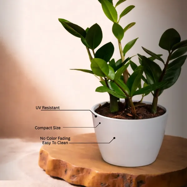 Green_ZZ_Plant_with_Pot_|_Minimalist_Style_for_Home_space_&_Office_decor_|_Ideal_for_Corporate_&_Client_Gifting_|_Air_Purifying_Indoor_Plant_|_Unlock_Positive_Energy_Daily