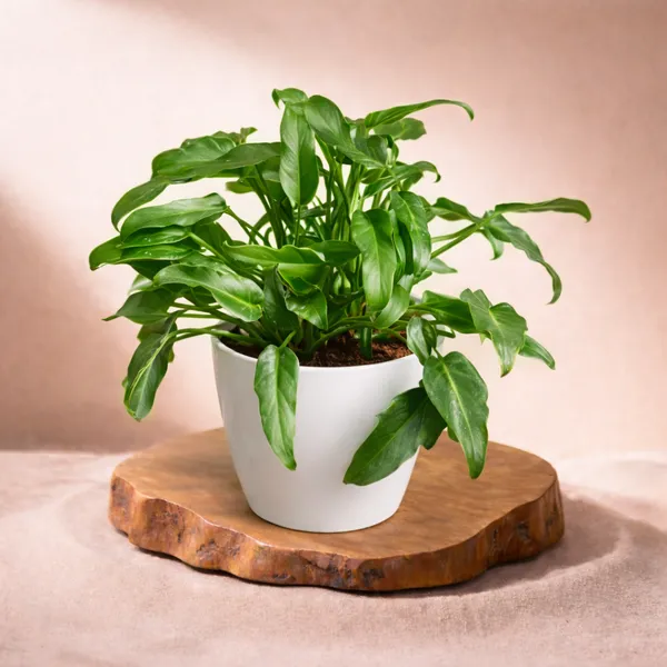 Philodendron_Xanadu_Plant_with_Pot_|Philodendron_Plant_|_Luxury_Sustainable_Gifing_|_Recommended_Vastu_Plant_|_Perfect_for_Perfect_for_housewarmings,_corporate_milestones,_and_special_occasions