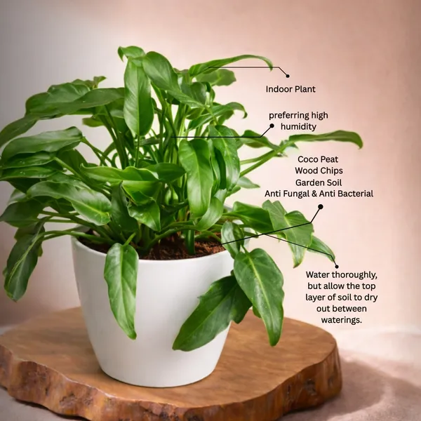Philodendron_Xanadu_Plant_with_Pot_|Philodendron_Plant_|_Luxury_Sustainable_Gifing_|_Recommended_Vastu_Plant_|_Perfect_for_Perfect_for_housewarmings,_corporate_milestones,_and_special_occasions