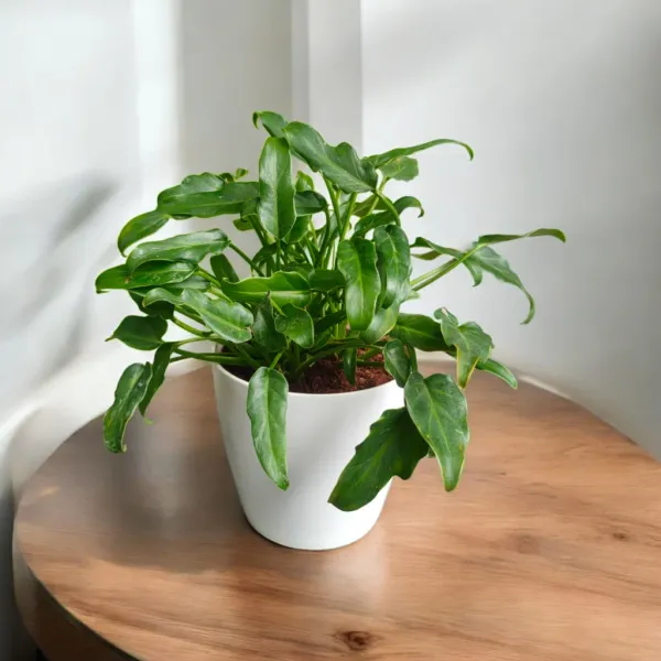 Philodendron_Xanadu_Plant_with_Pot_|Philodendron_Plant_|_Luxury_Sustainable_Gifing_|_Recommended_Vastu_Plant_|_Perfect_for_Perfect_for_housewarmings,_corporate_milestones,_and_special_occasions