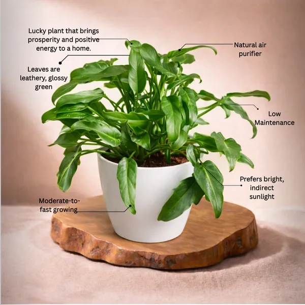 Philodendron_Xanadu_Plant_with_Pot_|Philodendron_Plant_|_Luxury_Sustainable_Gifing_|_Recommended_Vastu_Plant_|_Perfect_for_Perfect_for_housewarmings,_corporate_milestones,_and_special_occasions