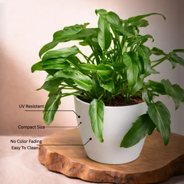 Philodendron_Xanadu_Plant_with_Pot_|Philodendron_Plant_|_Luxury_Sustainable_Gifing_|_Recommended_Vastu_Plant_|_Perfect_for_Perfect_for_housewarmings,_corporate_milestones,_and_special_occasions