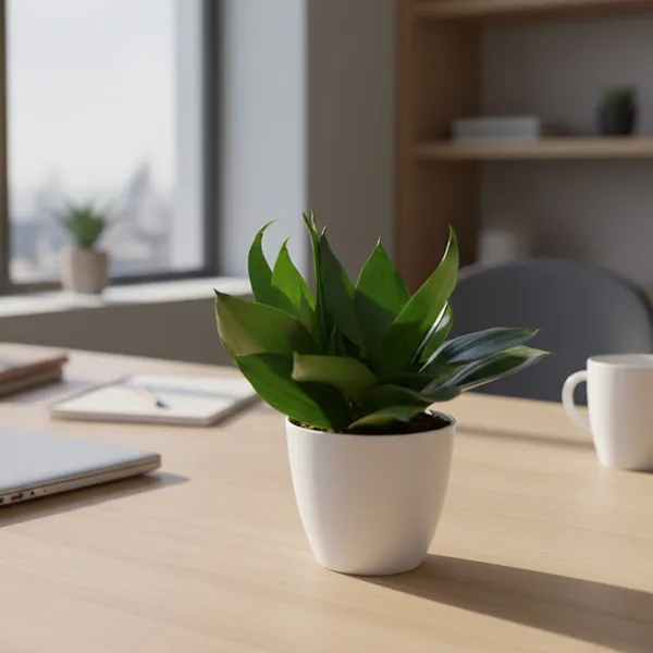 Black_Snake_Plant_with_Pot_|_Vastu-friendly_plant_|_Air_Purifying_Low_Maintenance_Indoor_Plant_|_Minimalist_Home_&_Office_D�cor_|_Luxury_Sustainable_Gifting_|_Executive_Desk_Plant_|_Snake_Plant