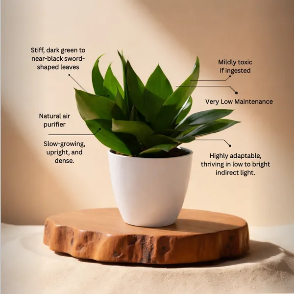 Black_Snake_Plant_with_Pot_|_Vastu-friendly_plant_|_Air_Purifying_Low_Maintenance_Indoor_Plant_|_Minimalist_Home_&_Office_D�cor_|_Luxury_Sustainable_Gifting_|_Executive_Desk_Plant_|_Snake_Plant