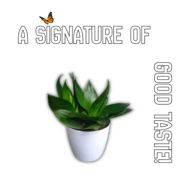 Black_Snake_Plant_with_Pot_|_Vastu-friendly_plant_|_Air_Purifying_Low_Maintenance_Indoor_Plant_|_Minimalist_Home_&_Office_D�cor_|_Luxury_Sustainable_Gifting_|_Executive_Desk_Plant_|_Snake_Plant