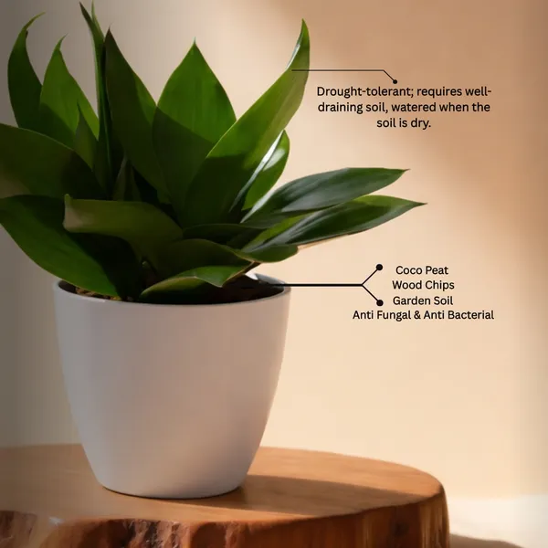 Black_Snake_Plant_with_Pot_|_Vastu-friendly_plant_|_Air_Purifying_Low_Maintenance_Indoor_Plant_|_Minimalist_Home_&_Office_D�cor_|_Luxury_Sustainable_Gifting_|_Executive_Desk_Plant_|_Snake_Plant