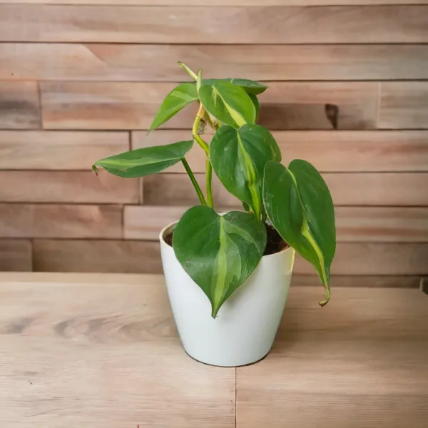 Brasil_Money_Plant_with_Pot_|_Money_Plant_|_Lucky_Vastu_Plant_|_Prosperity_Plant_|_Ideal_for_Client_Appreciation_Gifts_|_Minimalist_Style_for_Home,_Office_and_Gifting_|_Air_Purifying_Indoor_Plant