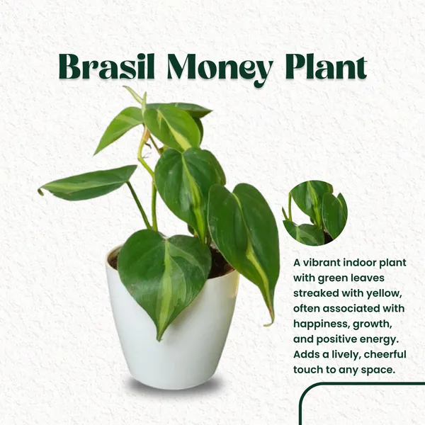 Brasil_Money_Plant_with_Pot_|_Money_Plant_|_Lucky_Vastu_Plant_|_Prosperity_Plant_|_Ideal_for_Client_Appreciation_Gifts_|_Minimalist_Style_for_Home,_Office_and_Gifting_|_Air_Purifying_Indoor_Plant
