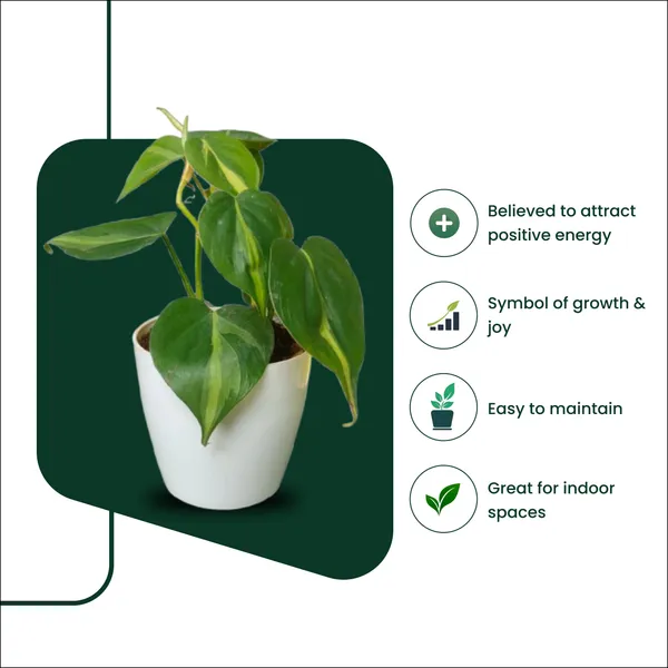 Brasil_Money_Plant_with_Pot_|_Money_Plant_|_Lucky_Vastu_Plant_|_Prosperity_Plant_|_Ideal_for_Client_Appreciation_Gifts_|_Minimalist_Style_for_Home,_Office_and_Gifting_|_Air_Purifying_Indoor_Plant