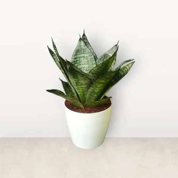Green_Dwarf_Hahnii_Snake_Plant_with_Pot_|_Low_Maintenance_Air_Purifying_Power_Plant|_Perfect_for_Corporate_offices,_Clinics,_Apartments_with_less_sunlight_&_Air-conditioned_spaces_|_Snake_Plant
