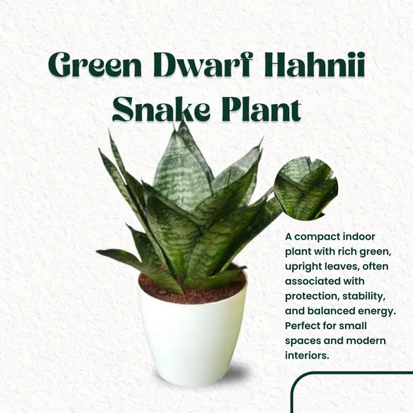 Green_Dwarf_Hahnii_Snake_Plant_with_Pot_|_Low_Maintenance_Air_Purifying_Power_Plant|_Perfect_for_Corporate_offices,_Clinics,_Apartments_with_less_sunlight_&_Air-conditioned_spaces_|_Snake_Plant