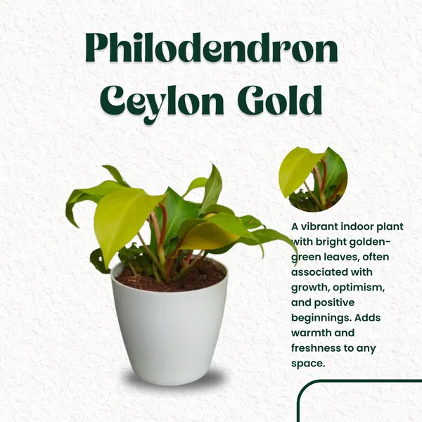 Philodendron_Ceylon_Gold_Plant_with_Pot_|Philodendron_Plant_|_Lucky_Vastu_&_Positive_Energy_Plant_|Air_Purifying_Indoor_Plant_|_Minimalist_Style_for_Home,_Office_and_Gifting