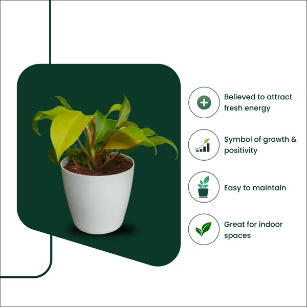 Philodendron_Ceylon_Gold_Plant_with_Pot_|Philodendron_Plant_|_Lucky_Vastu_&_Positive_Energy_Plant_|Air_Purifying_Indoor_Plant_|_Minimalist_Style_for_Home,_Office_and_Gifting