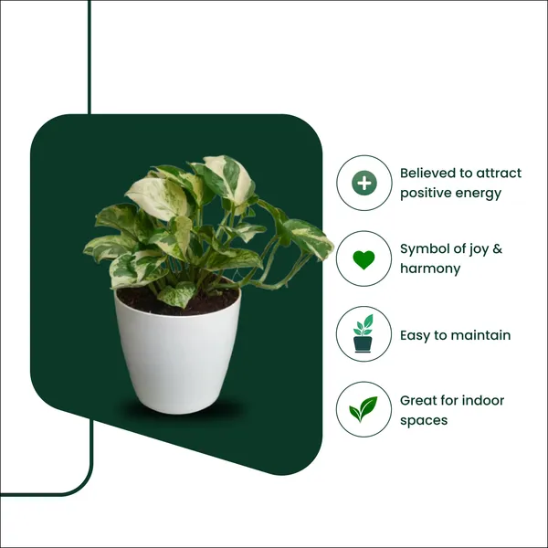 N'joy_Money_Plant_with_Pot_|_Ideal_for_Client_Appreciation_Gifts_|_Lucky_Vastu_&_Positive_Energy_Plant_|Air_Purifying_Indoor_Plant_|_Minimalist_Style_for_Home,_Office_and_Gifting