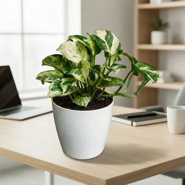 N'joy_Money_Plant_with_Pot_|_Ideal_for_Client_Appreciation_Gifts_|_Lucky_Vastu_&_Positive_Energy_Plant_|Air_Purifying_Indoor_Plant_|_Minimalist_Style_for_Home,_Office_and_Gifting