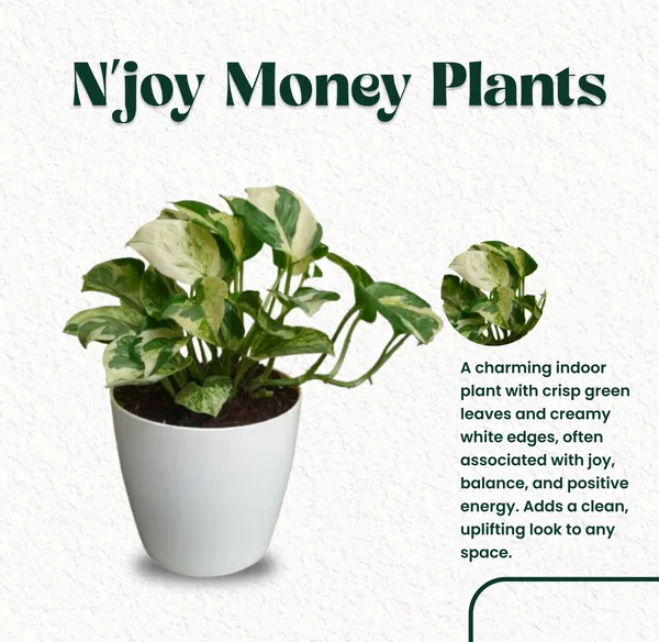 N'joy_Money_Plant_with_Pot_|_Ideal_for_Client_Appreciation_Gifts_|_Lucky_Vastu_&_Positive_Energy_Plant_|Air_Purifying_Indoor_Plant_|_Minimalist_Style_for_Home,_Office_and_Gifting
