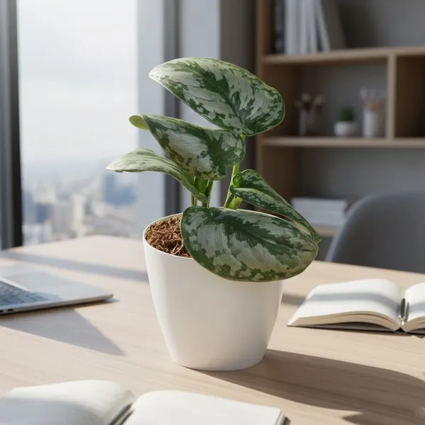Silver_Satin_Pothos_Money_Plant_with_Pot_|_Money_Plant_|_Pothos_Plant_|Variegated_Pothos|_Vastu_Plants_for_Home,_Office_Desk_&_Sustainable_Gifitng|_Eco-friendly_Home_D�cor_|Feng_Shui_Lucky_Plant_|_Corporate_Gifitng_Ideas_|