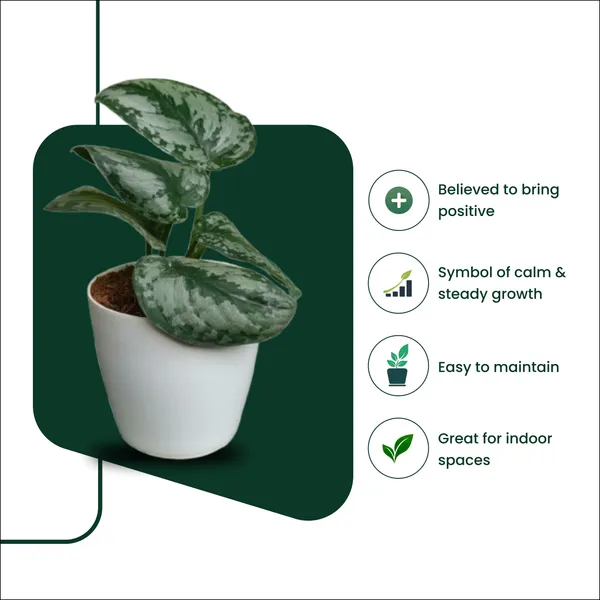 Silver_Satin_Pothos_Money_Plant_with_Pot_|_Money_Plant_|_Pothos_Plant_|Variegated_Pothos|_Vastu_Plants_for_Home,_Office_Desk_&_Sustainable_Gifitng|_Eco-friendly_Home_D�cor_|Feng_Shui_Lucky_Plant_|_Corporate_Gifitng_Ideas_|