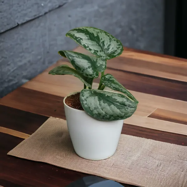 Silver_Satin_Pothos_Money_Plant_with_Pot_|_Money_Plant_|_Pothos_Plant_|Variegated_Pothos|_Vastu_Plants_for_Home,_Office_Desk_&_Sustainable_Gifitng|_Eco-friendly_Home_D�cor_|Feng_Shui_Lucky_Plant_|_Corporate_Gifitng_Ideas_|