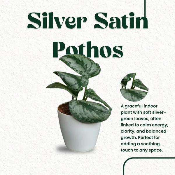 Silver_Satin_Pothos_Money_Plant_with_Pot_|_Money_Plant_|_Pothos_Plant_|Variegated_Pothos|_Vastu_Plants_for_Home,_Office_Desk_&_Sustainable_Gifitng|_Eco-friendly_Home_D�cor_|Feng_Shui_Lucky_Plant_|_Corporate_Gifitng_Ideas_|