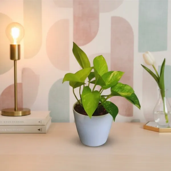 Golden_Money_Plant_with_Pot_|Attracts_High-Ticket_Clients_and_partnerships_|_Buy_Money_Plant_Online_|_Vastu-friendly_plant_|_Air_Purifying_Indoor_Plant_|_Minimalist_Style_for_Home,_Office_and_Gifting