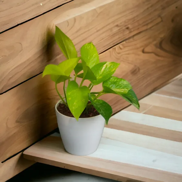 Golden_Money_Plant_with_Pot_|Attracts_High-Ticket_Clients_and_partnerships_|_Buy_Money_Plant_Online_|_Vastu-friendly_plant_|_Air_Purifying_Indoor_Plant_|_Minimalist_Style_for_Home,_Office_and_Gifting