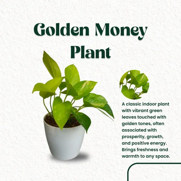 Golden_Money_Plant_with_Pot_|Attracts_High-Ticket_Clients_and_partnerships_|_Buy_Money_Plant_Online_|_Vastu-friendly_plant_|_Air_Purifying_Indoor_Plant_|_Minimalist_Style_for_Home,_Office_and_Gifting
