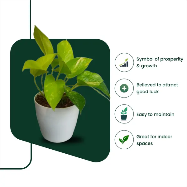 Golden_Money_Plant_with_Pot_|Attracts_High-Ticket_Clients_and_partnerships_|_Buy_Money_Plant_Online_|_Vastu-friendly_plant_|_Air_Purifying_Indoor_Plant_|_Minimalist_Style_for_Home,_Office_and_Gifting