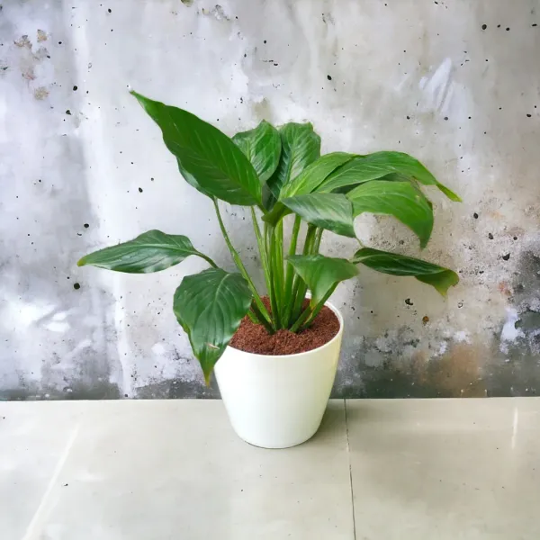 Peace_Lily_Plant_with_Pot_|Improve_Relationships_|_Air_Purifying_Indoor_Plant_|_Used_for_Event_Decor_|_Boost_Focus_&_Productivity_|_Minimalist_Style_for_Home,_Office_and_Gifting