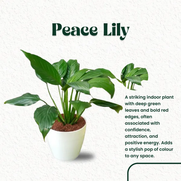 Peace_Lily_Plant_with_Pot_|Improve_Relationships_|_Air_Purifying_Indoor_Plant_|_Used_for_Event_Decor_|_Boost_Focus_&_Productivity_|_Minimalist_Style_for_Home,_Office_and_Gifting