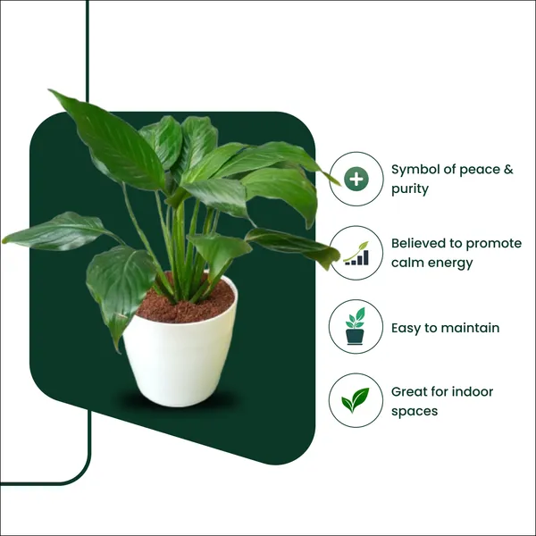 Peace_Lily_Plant_with_Pot_|Improve_Relationships_|_Air_Purifying_Indoor_Plant_|_Used_for_Event_Decor_|_Boost_Focus_&_Productivity_|_Minimalist_Style_for_Home,_Office_and_Gifting