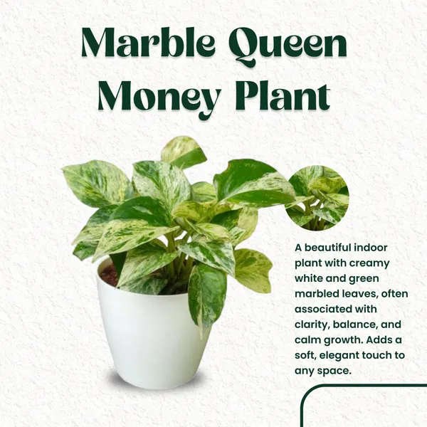 Marbel_Queen_Money_Plant_with_Pot|_Money_Plant_|_Lucky_Vastu_&_Positive_Energy_Plant_|Air_Purifying_Indoor_Plant|_Prosperity_Plant