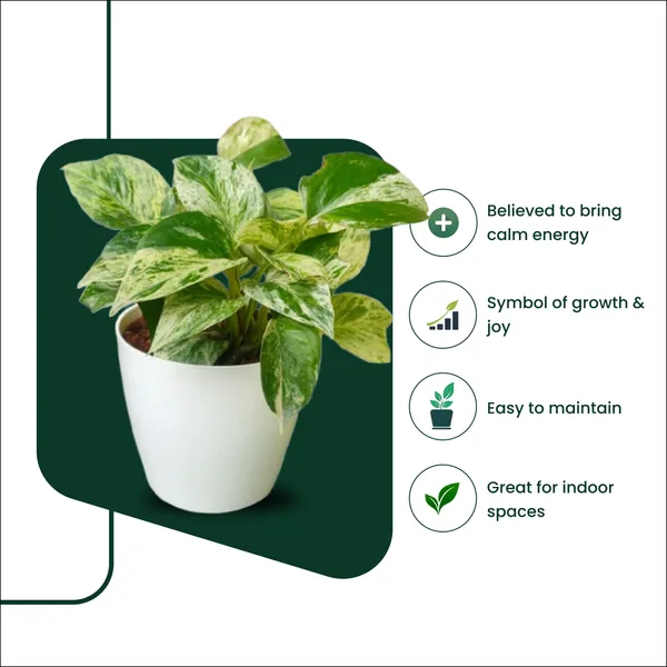 Marbel_Queen_Money_Plant_with_Pot|_Money_Plant_|_Lucky_Vastu_&_Positive_Energy_Plant_|Air_Purifying_Indoor_Plant|_Prosperity_Plant