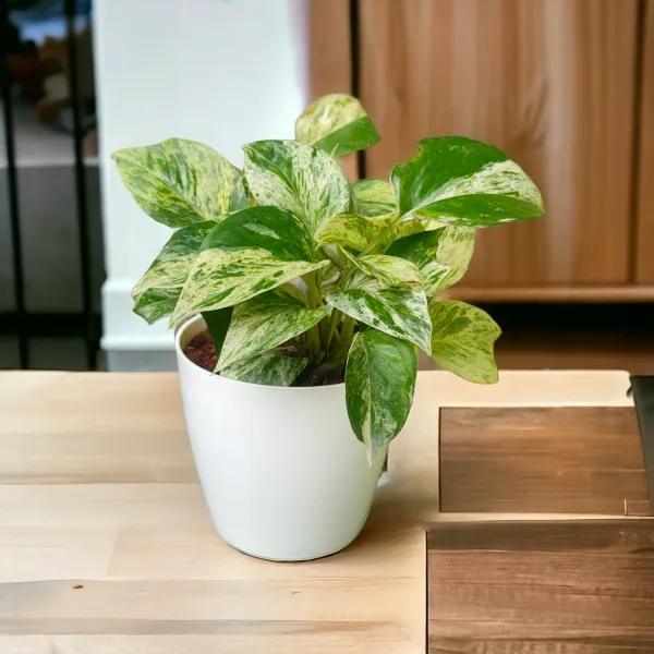 Marbel_Queen_Money_Plant_with_Pot|_Money_Plant_|_Lucky_Vastu_&_Positive_Energy_Plant_|Air_Purifying_Indoor_Plant|_Prosperity_Plant