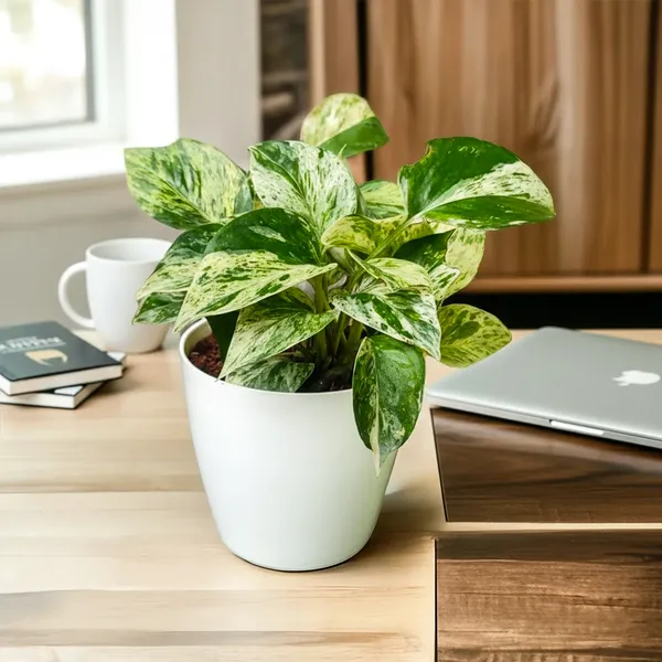 Marbel_Queen_Money_Plant_with_Pot|_Money_Plant_|_Lucky_Vastu_&_Positive_Energy_Plant_|Air_Purifying_Indoor_Plant|_Prosperity_Plant