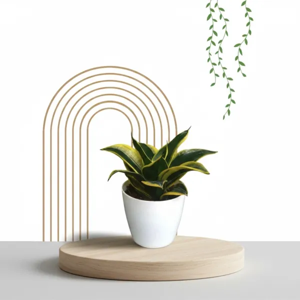 Variegated_Snake_Plant_with_Pot_|_Low_Maintenance_Air_Purifying_Plant_|_Sustainable_Gifting_Plant|_Vastu-friendly_plant_|_Ideal_for_Client_Appreciation_Gifts_|_Snake_Plant