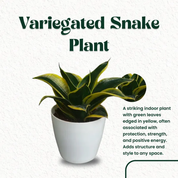 Variegated_Snake_Plant_with_Pot_|_Low_Maintenance_Air_Purifying_Plant_|_Sustainable_Gifting_Plant|_Vastu-friendly_plant_|_Ideal_for_Client_Appreciation_Gifts_|_Snake_Plant