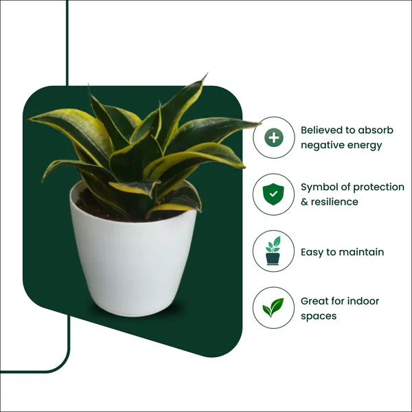 Variegated_Snake_Plant_with_Pot_|_Low_Maintenance_Air_Purifying_Plant_|_Sustainable_Gifting_Plant|_Vastu-friendly_plant_|_Ideal_for_Client_Appreciation_Gifts_|_Snake_Plant