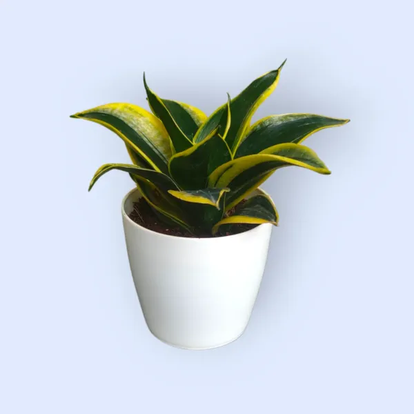 Variegated_Snake_Plant_with_Pot_|_Low_Maintenance_Air_Purifying_Plant_|_Sustainable_Gifting_Plant|_Vastu-friendly_plant_|_Ideal_for_Client_Appreciation_Gifts_|_Snake_Plant
