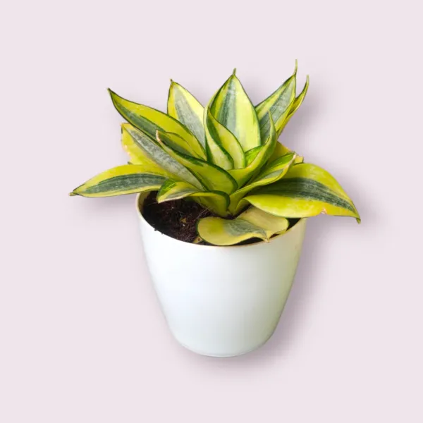 Golden_Hahnii_Snake_Plant_with_Pot_|Snake_Plant_|_Low_Maintenance_Air_Purifying_Plant_|_Perfect_for_Corporate_offices,_Apartments_with_less_sunlight_&_Wellness_Space_|_Luxury_Sustainable_Gifting_Plant_|_Executive_Desk_Plant