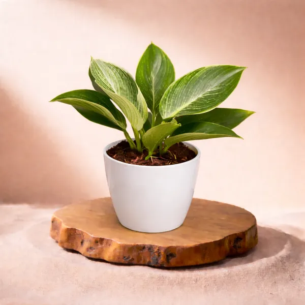 Philodendron_Birkin_Plant_with_Pot_|_Philodendron_Plant_|_Lucky_Vastu_&_Positive_Energy_Plant_|Air_Purifying_Indoor_Plant_|Low_Maintenance_Live_Plant_for_Home_&_Office_D�cor_|_Minimalist_Style_for_Green_Decor_and_Corporate_Gifting