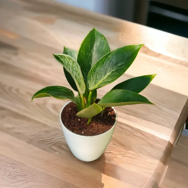 Philodendron_Birkin_Plant_with_Pot_|_Philodendron_Plant_|_Lucky_Vastu_&_Positive_Energy_Plant_|Air_Purifying_Indoor_Plant_|Low_Maintenance_Live_Plant_for_Home_&_Office_D�cor_|_Minimalist_Style_for_Green_Decor_and_Corporate_Gifting