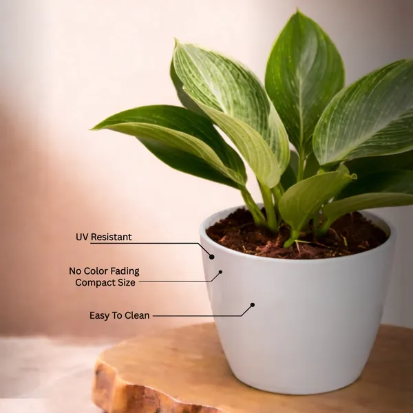 Philodendron_Birkin_Plant_with_Pot_|_Philodendron_Plant_|_Lucky_Vastu_&_Positive_Energy_Plant_|Air_Purifying_Indoor_Plant_|Low_Maintenance_Live_Plant_for_Home_&_Office_D�cor_|_Minimalist_Style_for_Green_Decor_and_Corporate_Gifting
